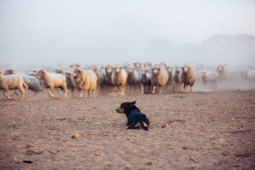 Working dog controlling the mob - Australian Stock Image