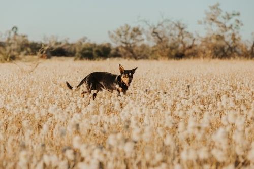 Working dog in paddock of wild flowers - Australian Stock Image