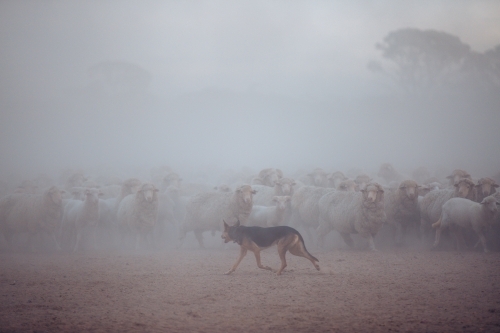 Working dog rounding up sheep - Australian Stock Image