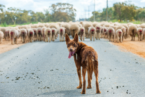 Working kelpie herding a flock of sheep along a rural road - Australian Stock Image
