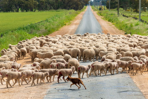 Working kelpie herding a mob of freshly marked lambs and sheep across a rural road - Australian Stock Image