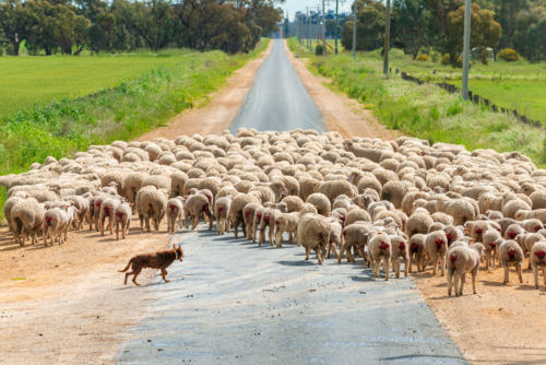 Working kelpie herding a mob of freshly marked lambs and sheep across a rural road - Australian Stock Image
