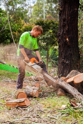 workman using chainsaw to cut branches into logs - tree removal - Australian Stock Image