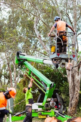Workmen using a cherry picker to cut down a dying iron bark tree from front yard - Australian Stock Image