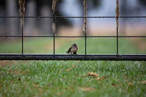 Wren on a fence covered in water after rain - Australian Stock Image