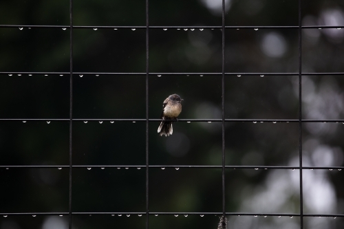 Wren on a fence covered in water after rain - Australian Stock Image
