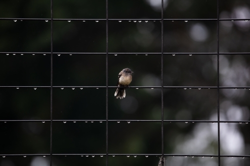 Wren on a fence covered in water after rain