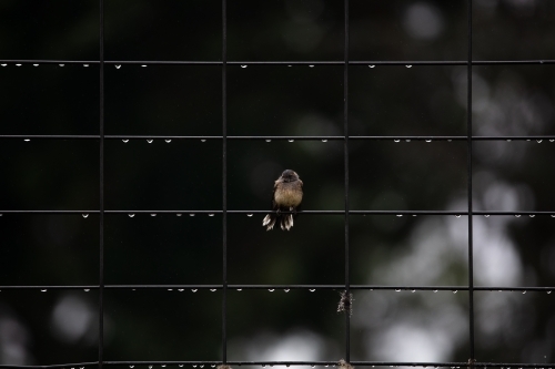 Wren on a fence covered in water after rain - Australian Stock Image