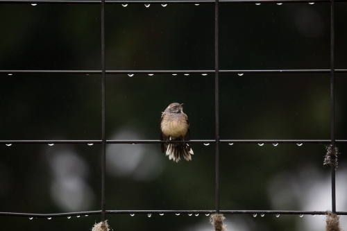 Wren on a fence covered in water after rain - Australian Stock Image