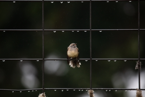 Wren on a fence covered in water after rain