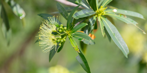 Xanthostemon chrysanthus - yellow native flower - Australian Stock Image