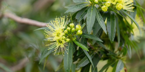Xanthostemon chrysanthus - yellow native flower - Australian Stock Image