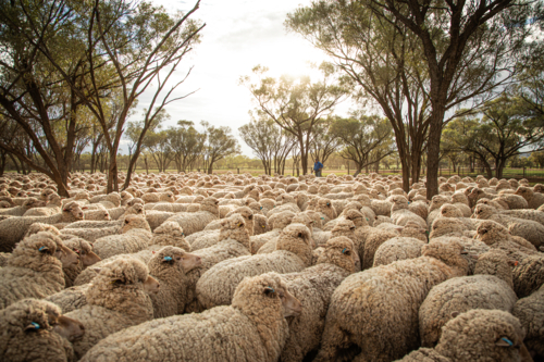 Yard full of woolly Merinos with farmer in the background - Australian Stock Image