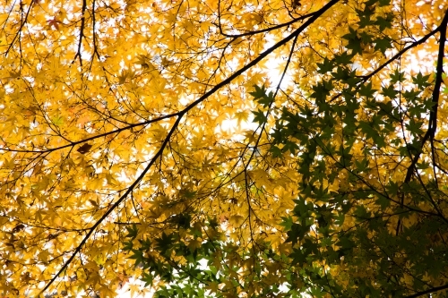 Yellow and green leaves blanketed against an overcast sky. Mt Lofty, South Australia - Australian Stock Image