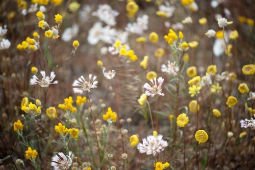 Yellow and white wildflowers in western Australia
