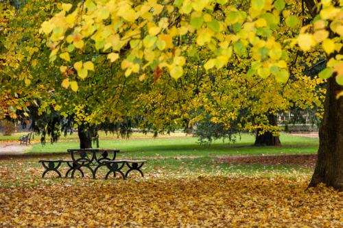Yellow autumn leaves and picnic table in country park. - Australian Stock Image