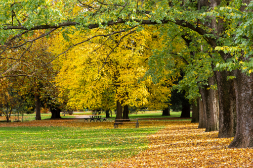 Yellow autumn leaves and table in park - Australian Stock Image