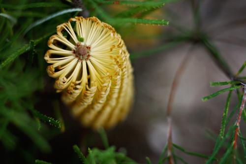 Yellow banksia flower - Australian Stock Image