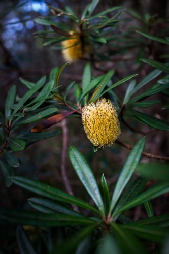 Yellow Banksia flower in the bush - Australian Stock Image