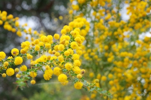 Yellow blossoms of Sand Heath Wattle - Australian Stock Image