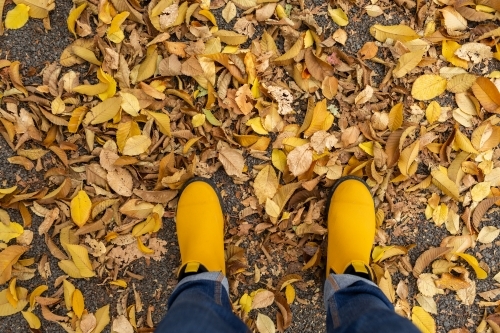 Yellow boots crunch in dry autumn leaves fallen on ground - Australian Stock Image