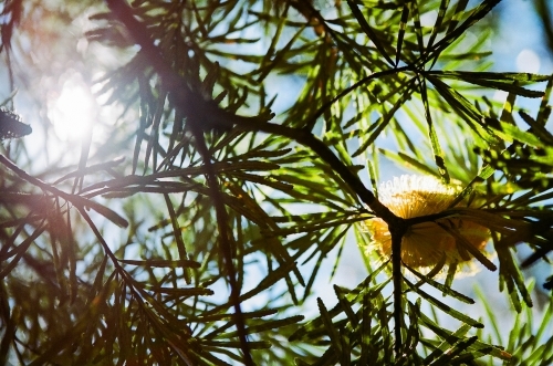 Yellow Bottle Brush Tree - Australian Stock Image