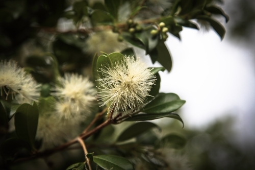 Yellow bottlebrush flower - Australian Stock Image