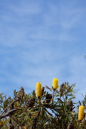 Yellow candlestick banksia flowers on tree with blue sky - Australian Stock Image