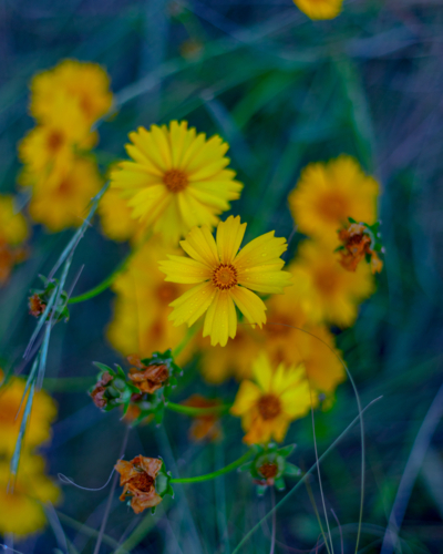 Yellow coreopsis flowers in a green field - Australian Stock Image