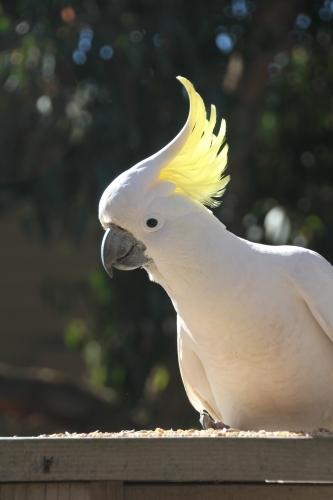Yellow crest of the sulphur-crested cockatoo - Australian Stock Image