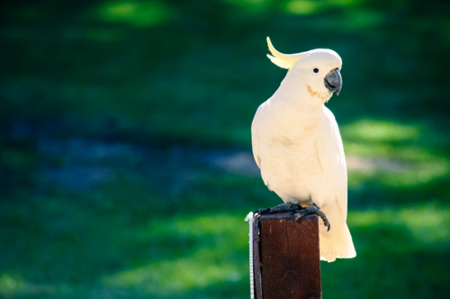 Yellow-crested cockatoo (Cacatua sulphurea) also known as the lesser sulphur-crested cockatoo - Australian Stock Image