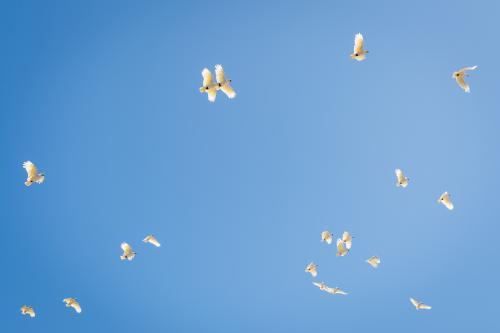 Yellow crested cockatoos take flight - Australian Stock Image