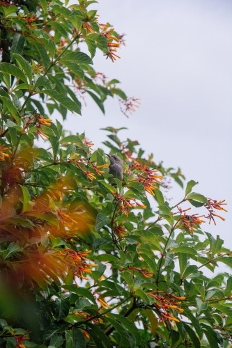Yellow-faced Honeyeater in tree - Australian Stock Image
