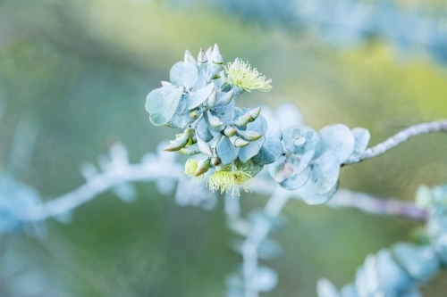 Yellow flowering gum with round leaves close up - Australian Stock Image
