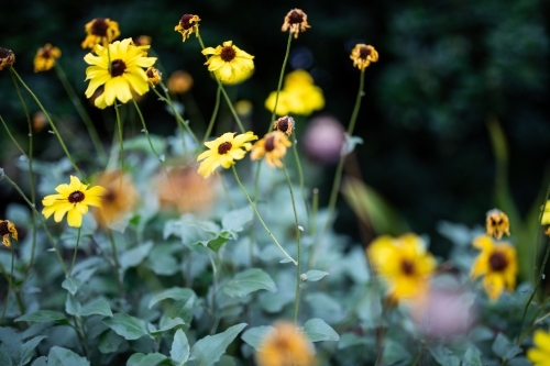 Yellow Flowers growing in garden - Australian Stock Image