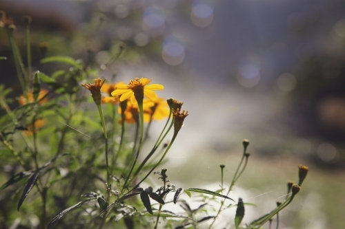Yellow flowers in summer - Australian Stock Image