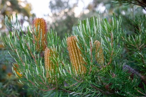 Yellow flowers on banksia tree - Australian Stock Image