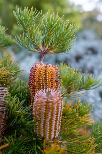 Yellow flowers on banksia tree - Australian Stock Image