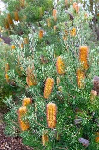 Yellow flowers on banksia tree - Australian Stock Image