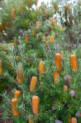 Yellow flowers on banksia tree - Australian Stock Image