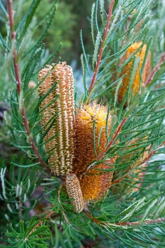 Yellow flowers on banksia tree - Australian Stock Image