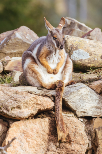 Yellow footed rock wallaby amongst rocks in a cliff face at a zoo in Australia - Australian Stock Image