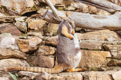 Yellow footed rock wallaby amongst rocks in a cliff face at a zoo in Australia - Australian Stock Image