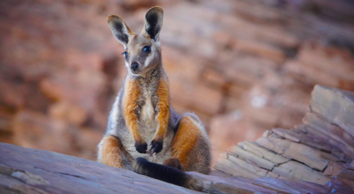 Yellow-footed Rock Wallaby - Australian Stock Image