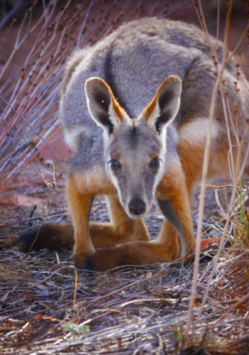 Yellow-footed Rock Wallaby - Australian Stock Image