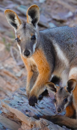 Yellow-footed Rock Wallaby - Australian Stock Image