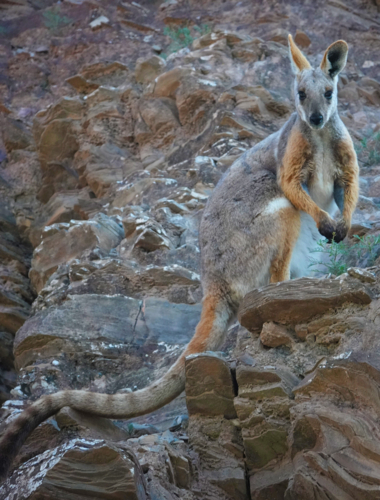 Yellow-footed Rock Wallaby - Australian Stock Image