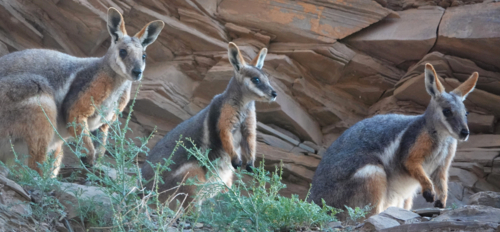Yellow-footed Rock Wallaby - Australian Stock Image