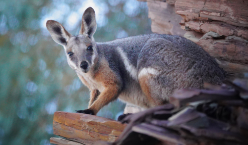 Yellow-footed Rock Wallaby - Australian Stock Image