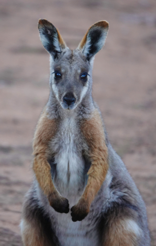 Yellow-footed Rock Wallaby - Australian Stock Image